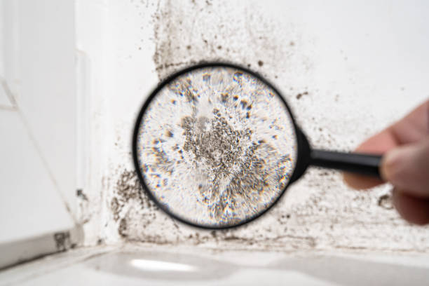 Fayetteville, TN Mold Inspection, Removal & Remediation Company